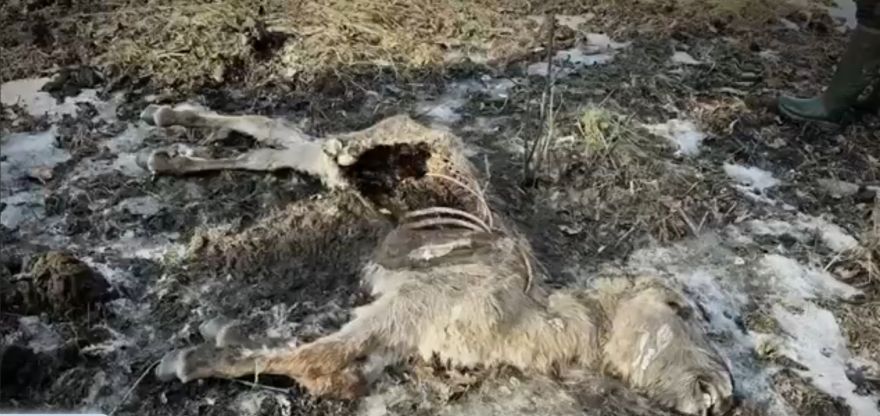 Pēc masveida taurgovju bojāejas infekcijas nekonstatē, bet sākta izmeklēšana