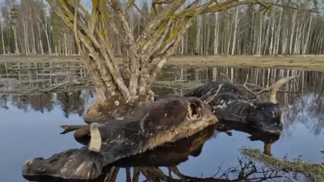 Attēls rakstam: Pēc sabiedrības satraukuma par mirušajiem dzīvniekiem sākta kriminālizmeklēšana