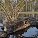 Attēls rakstam: Pēc sabiedrības satraukuma par mirušajiem dzīvniekiem sākta kriminālizmeklēšana