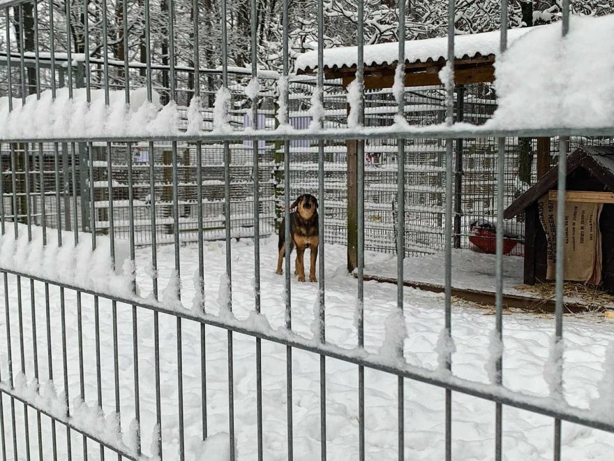 Pēc sociālajos tīklos saceltās atbalsta vētras dzīvnieku patversmei "Ulubele" pašvaldība sola nevērsties pret to