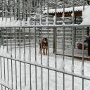 Attēls rakstam: Pēc sociālajos tīklos saceltās atbalsta vētras dzīvnieku patversmei "Ulubele" pašvaldība sola nevērsties pret to