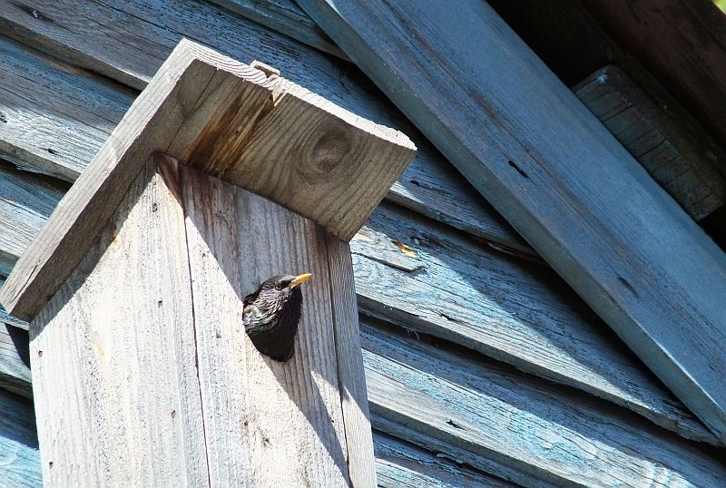 Pēdējais laiks izlikt putnu būrīšus