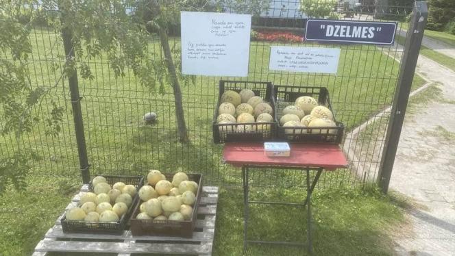Attēls rakstam: Pērc jebkurā diennakts laikā: Mārupē jau pieejamas pirmās vietējās melones un arbūzi