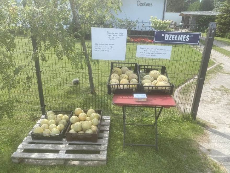 Pērc jebkurā diennakts laikā: Mārupē jau pieejamas pirmās vietējās melones un arbūzi