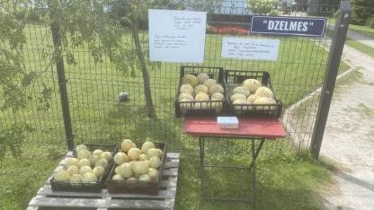 Attēls rakstam: Pērc jebkurā diennakts laikā: Mārupē jau pieejamas pirmās vietējās melones un arbūzi