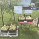 Attēls rakstam: Pērc jebkurā diennakts laikā: Mārupē jau pieejamas pirmās vietējās melones un arbūzi