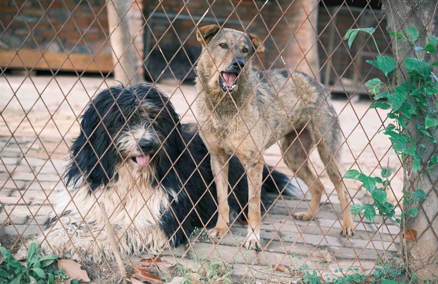 Pērn dzīvnieku patversmēs uzņemto dzīvnieku skaits samazinājies par 14,3%