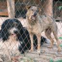 Attēls rakstam: Pērn dzīvnieku patversmēs uzņemto dzīvnieku skaits samazinājies par 14,3%