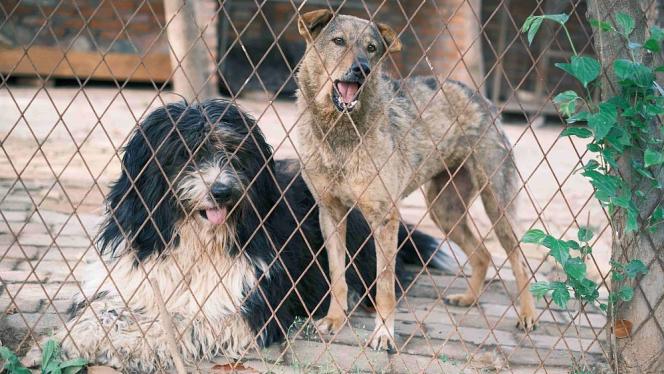 Attēls rakstam: Pērn dzīvnieku patversmēs uzņemto dzīvnieku skaits samazinājies par 14,3%