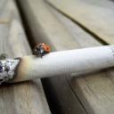 Attēls rakstam: Pētījums: smēķētāji neizprot cigarešu izsmēķu kaitīgumu dabai, tāpēc tos izmet nepiemērotās vietās