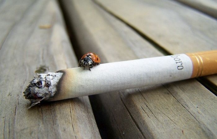 Pētījums: smēķētāji neizprot cigarešu izsmēķu kaitīgumu dabai, tāpēc tos izmet nepiemērotās vietās