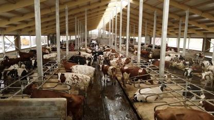 Attēls rakstam: Piena ražošana Latvijā sarūk, strauji krītas arī bioloģiskā piena apjomi