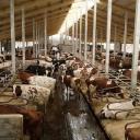 Attēls rakstam: Piena ražošana Latvijā sarūk, strauji krītas arī bioloģiskā piena apjomi