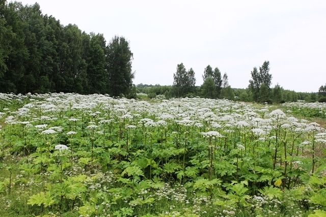 Pierīgā turpinās cīņa ar latvāņiem