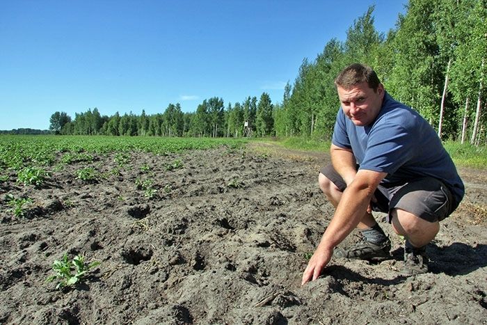 Pierīgas zemniekiem cīņa ar mežacūkām un likumdošanu zaudēta, vēl nesākusies