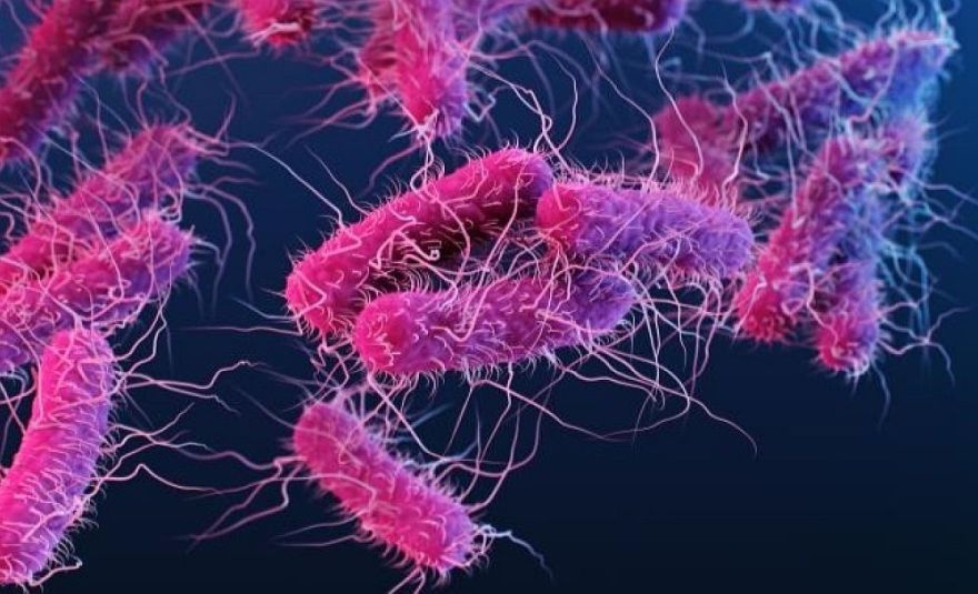 Pierimusi bīstamās E. coli infekcijas izplatīšanās