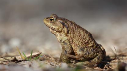 Attēls rakstam: Pievienojies krupju glābējiem! Iniciatīvai piesakoties vairāk nekā 100 cilvēkiem, turpina gaidīt brīvprātīgos