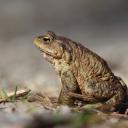 Attēls rakstam: Pievienojies krupju glābējiem! Iniciatīvai piesakoties vairāk nekā 100 cilvēkiem, turpina gaidīt brīvprātīgos