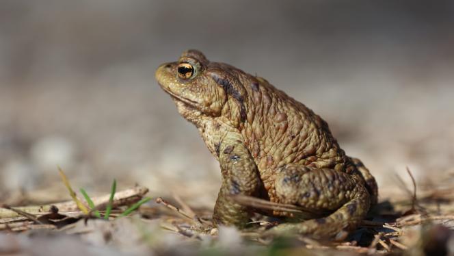 Attēls rakstam: Pievienojies krupju glābējiem! Iniciatīvai piesakoties vairāk nekā 100 cilvēkiem, turpina gaidīt brīvprātīgos