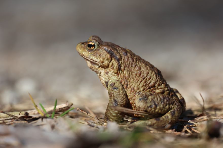 Pievienojies krupju glābējiem! Iniciatīvai piesakoties vairāk nekā 100 cilvēkiem, turpina gaidīt brīvprātīgos