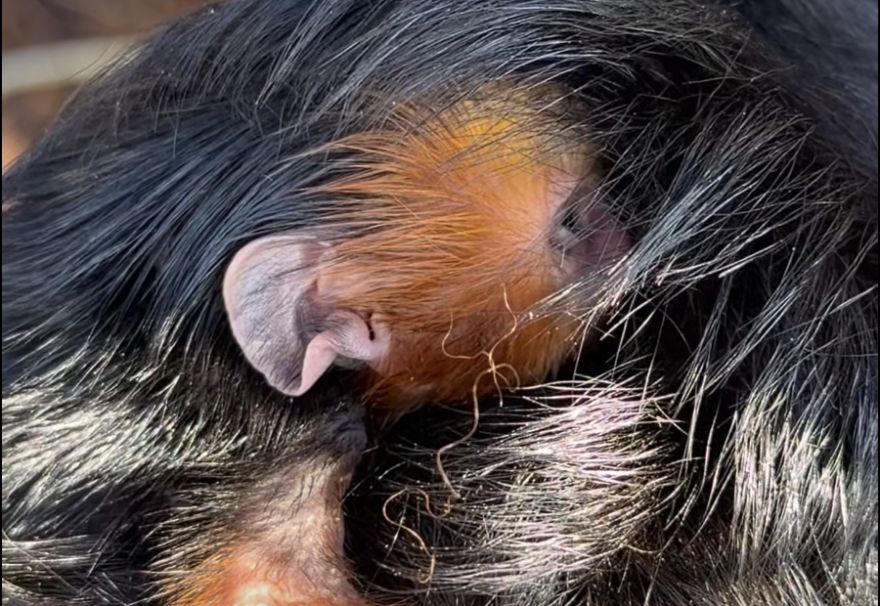 Pirmo reizi Latvijā! Siguldas Zoodārzā pasaulē nācis mazulis, kura sugu savvaļā apdraud izmiršana