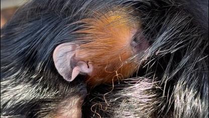 Attēls rakstam: Pirmo reizi Latvijā! Siguldas Zoodārzā pasaulē nācis mazulis, kura sugu savvaļā apdraud izmiršana