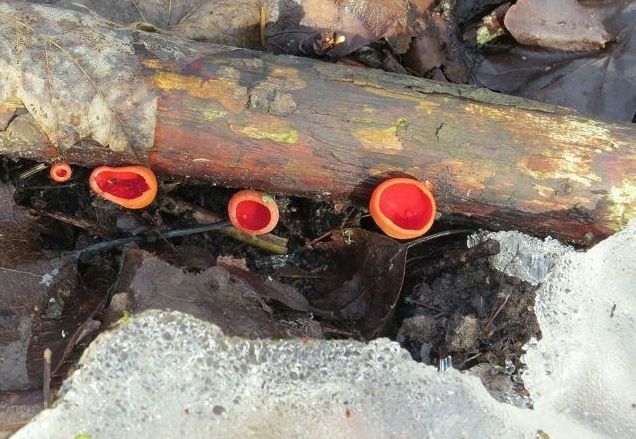 Pirmo reizi novērojumu vēsturē gaisa temperatūra Latvijā tik agri gadā pakāpusies virs +13 grādiem