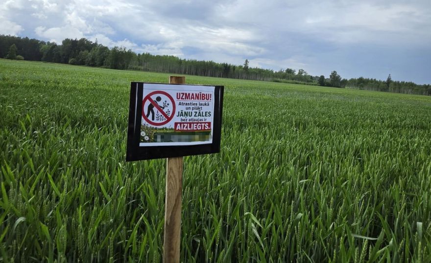 Pirms svētkiem zemnieks publicē svarīgu atgādinājumu: neizbradājiet Jāņuzāles!