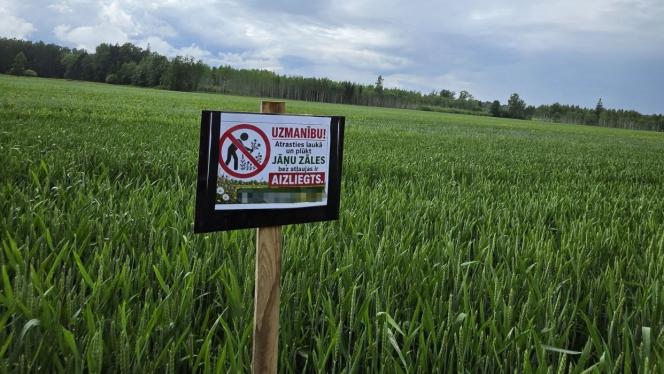 Attēls rakstam: Pirms svētkiem zemnieks publicē svarīgu atgādinājumu: neizbradājiet Jāņuzāles!