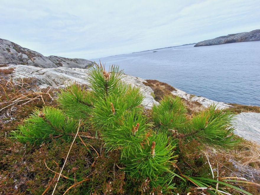 Pirmslieldienu laika vispiemērotākie jautājumi: Dievs, vai Tu mani dzirdi  un uzklausi?