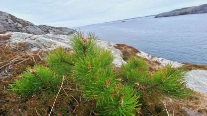 Attēls rakstam: Pirmslieldienu laika vispiemērotākie jautājumi: Dievs, vai Tu mani dzirdi  un uzklausi?