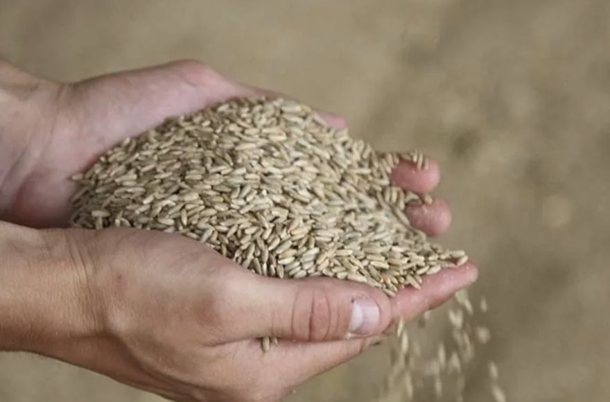 Plāno noteikt 300% tarifu Krievijas un Baltkrievijas graudu kravām un to apstrādei