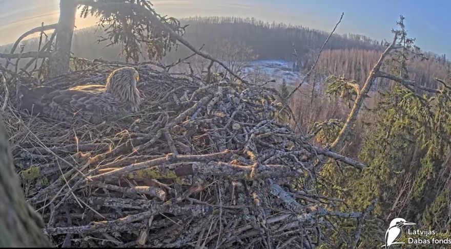 Prieks vērotājiem: Mildai jūras ērgļu ligzdā pirmā ola