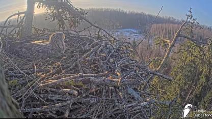 Attēls rakstam: Prieks vērotājiem: Mildai jūras ērgļu ligzdā pirmā ola