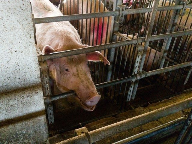 PVD par labturības prasību pārkāpumiem "Baltic Pork" piemēro 500 eiro naudas sodu