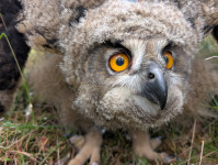 FOTO: Ne gluži tiešraidē, bet var sekot līdzi Pierīgas ūpēnu gaitām