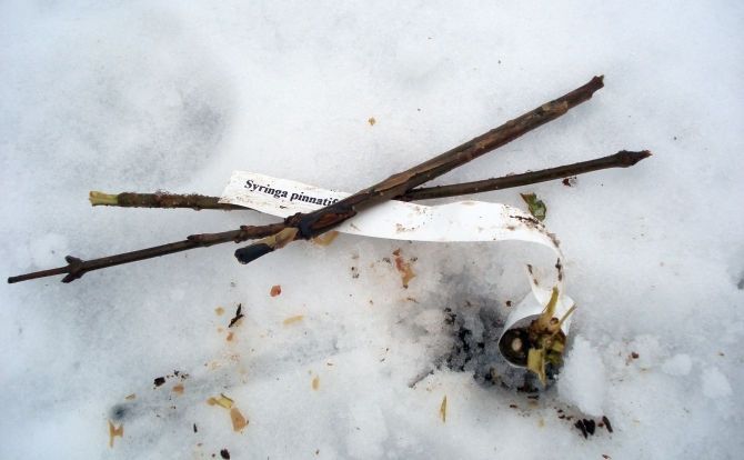 Ragaviņbraucēji netaupa Pūpes parka kociņus