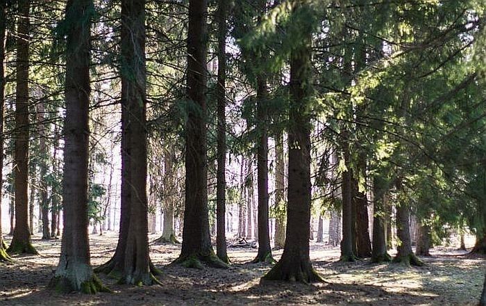 Raiņa parkā Siguldā notiek bīstamo, mizgraužu saēsto egļu noņemšana