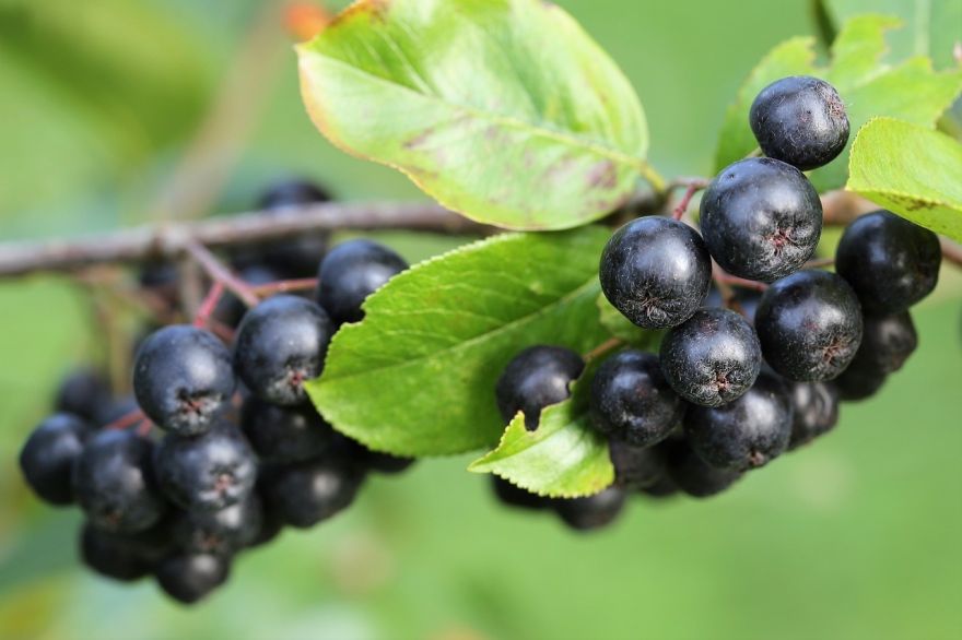 "Rāmkalni Nordeco": Bioloģisko lauksaimniecības produkciju izdevīgāk ir audzēt pašiem nekā iepirkt