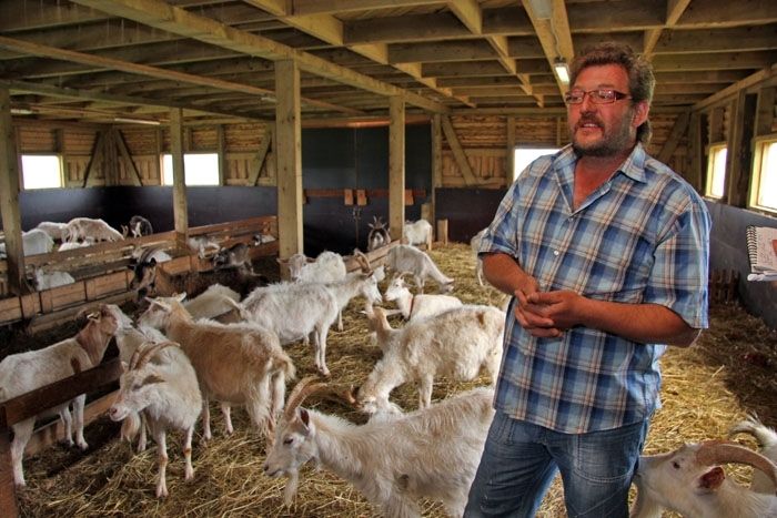 Ražots Pierīgā: Katram uz Jāņiem pa kazas siera ritulim