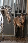 FOTO: Tā nav parasta zebra: Rīgas zoodārzā piedzimusi apdraudētas sugas pārstāve