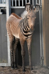 FOTO: Tā nav parasta zebra: Rīgas zoodārzā piedzimusi apdraudētas sugas pārstāve