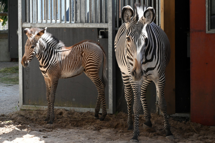 FOTO: Tā nav parasta zebra: Rīgas zoodārzā piedzimusi apdraudētas sugas pārstāve