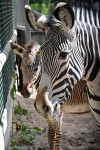 FOTO: Tā nav parasta zebra: Rīgas zoodārzā piedzimusi apdraudētas sugas pārstāve