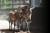 FOTO: Tā nav parasta zebra: Rīgas zoodārzā piedzimusi apdraudētas sugas pārstāve