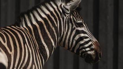 Attēls rakstam: "Šādas dienas ir visgrūtākās..." – Siguldas Zoo piedzīvojis neizsakāmi sāpīgu zaudējumu