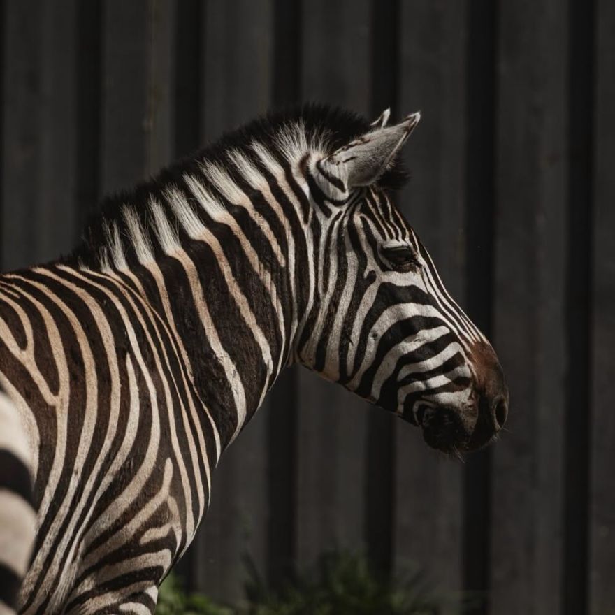 "Šādas dienas ir visgrūtākās..." – Siguldas Zoo piedzīvojis neizsakāmi sāpīgu zaudējumu