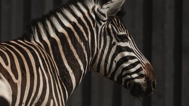 Attēls rakstam: "Šādas dienas ir visgrūtākās..." – Siguldas Zoo piedzīvojis neizsakāmi sāpīgu zaudējumu