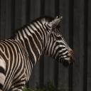 Attēls rakstam: "Šādas dienas ir visgrūtākās..." – Siguldas Zoo piedzīvojis neizsakāmi sāpīgu zaudējumu