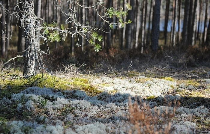 Sākušies mežaino kāpu biotopu atjaunošanas darbi Carnikavas novadā